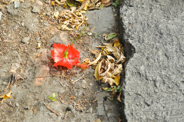 istock Red flowers fall on the ground 1334385777