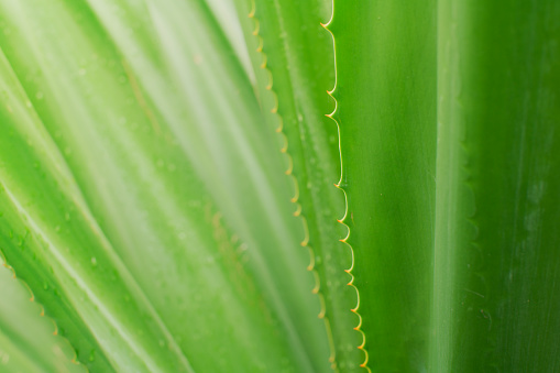 Cactus plant closeup detail