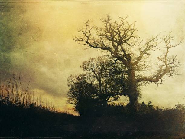 My original closeup photo of ancient trees in Winter growing wild in a Somerset woodland has been transformed using the Mextures app to give a beautiful rustic vintage feel to the image.