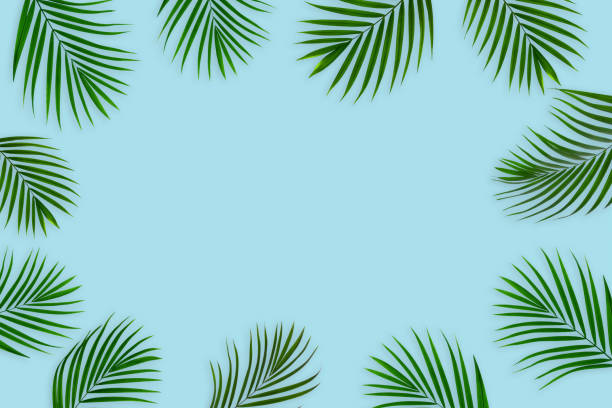 istock Creative layout of colorful tropical  palm leaf on pastel blue background. 1334388910