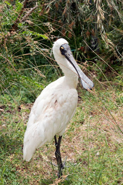the royal spoonbill is a tall white bird with a black bill resembling a spoon
