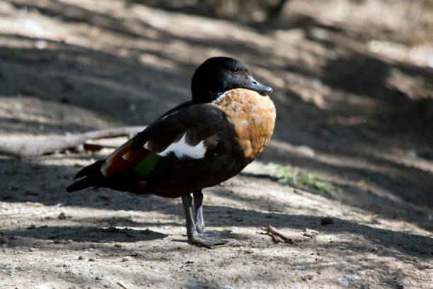 istock this is a male Australian shelduck 1334389654