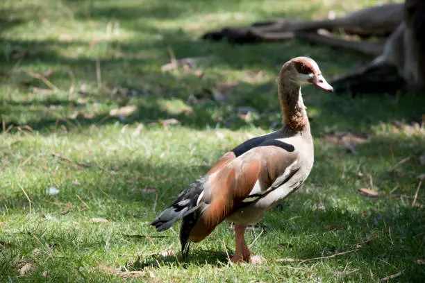 the Egyptian goose  is many shade of brown, black and white