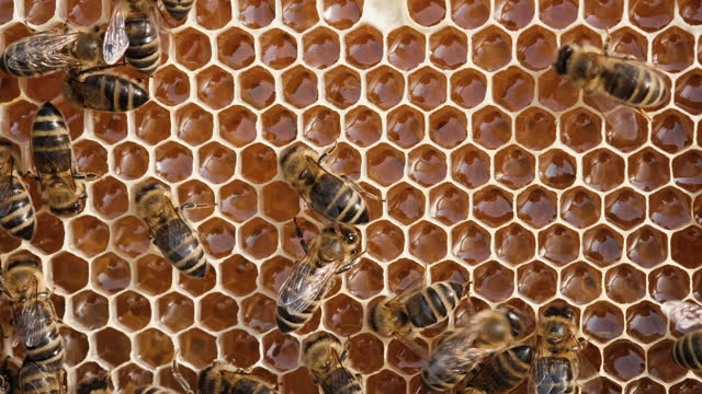 Bees on a honeycomb with honey. Bees fill honeycombs with fresh honey. Eco-friendly honey.
