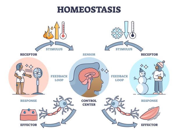 Ilustración de Homeostasis Como Estado Biológico Con Diagrama De Regulación  Del Contorno De La Temperatura y más Vectores Libres de Derechos de  Homeostasis - iStock