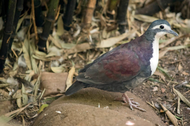 istock this is a side view of a new guinea ground dove 1334390498