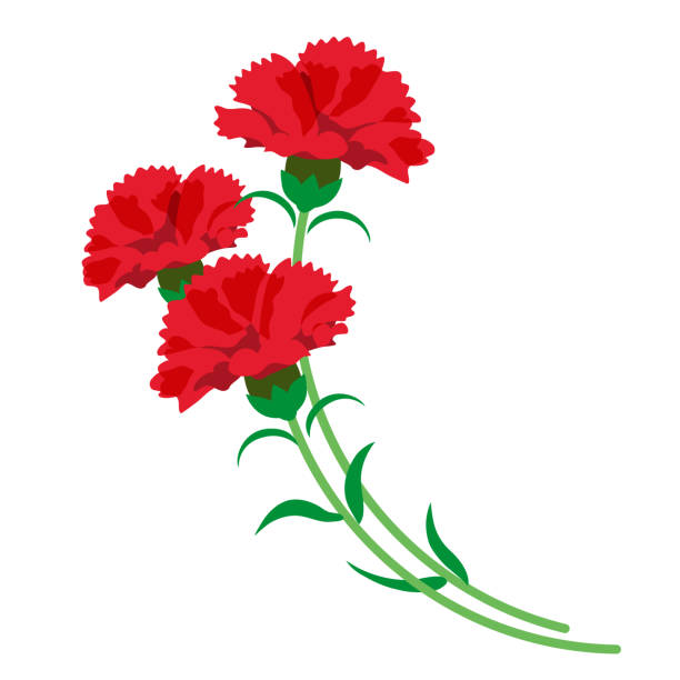 심플하고 아름다운 카네이션 꽃다발의 일러스트 - dianthus stock illustrations