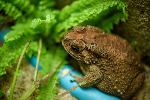 istock Headshot Portrait of a Common toad 1334390602