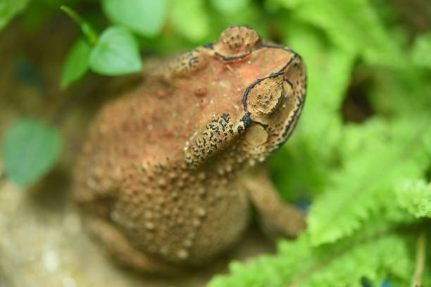 istock Headshot Portrait of a Common toad 1334390610