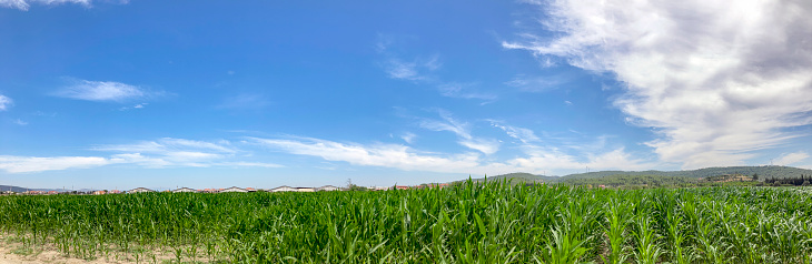 Panorama of a cornfield in the summer. Symbol for agriculture and farming.