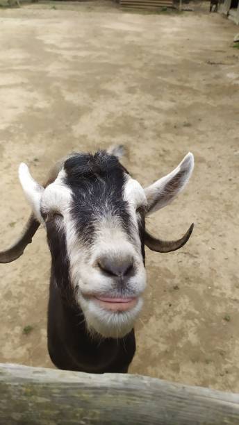 istock a black and white goat eating  in a zoo 1334391543
