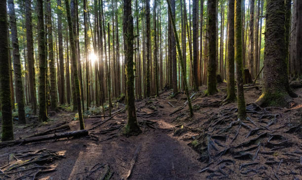 istock Hiking Path to Mystic Beach in the Vibrant Rainforest 1334391549