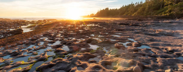 istock Botanical Beach on the West Coast of Pacific Ocean. 1334392489