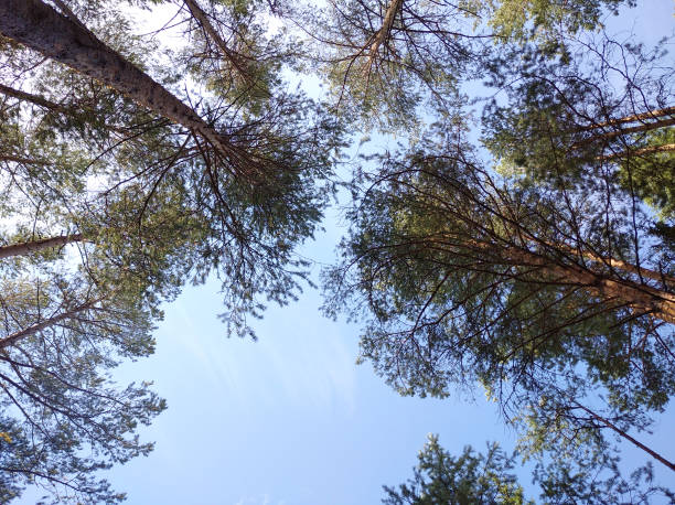 istock Spring summer sun through the canopy of tall trees. Sunlight in deciduous forest, summer nature. Upper branches of the tree. Low viewing angle. Forest background 1334392594