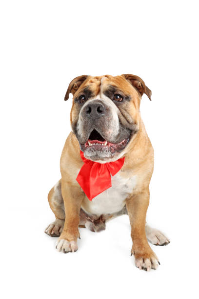 istock English dog isolated 1334392733