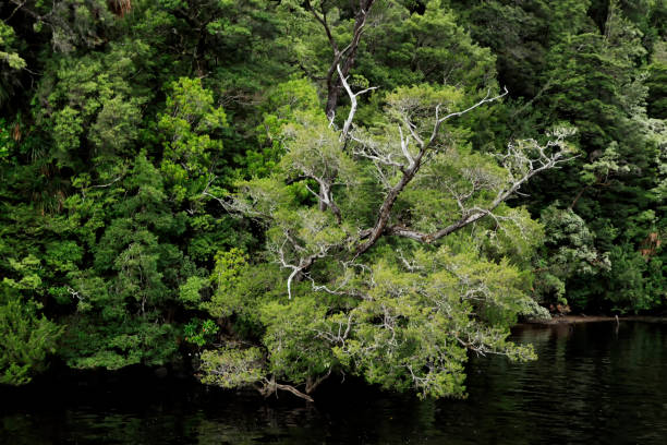 гордон река тасмания австралия тропический лес huon pine - rainforest forest river australia стоковые фото и изображения