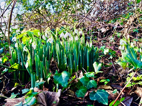 Horizontal closeup photo of a group of vibrant green Snowdrops with tiny bell-shaped flowers growing uncultivated in a woodland on a sunny day in Somerset, England in Winter