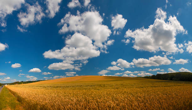istock Beautiful wheat field landscape with cloudy sky 1334394571