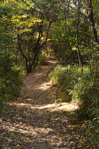 istock In the autumn forest, Sunlight filters through the trees to a path 1334394712