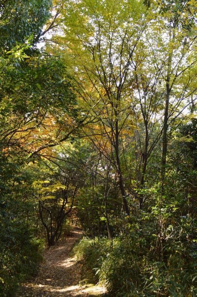 istock In the autumn forest, Sunlight filters through the trees to a path 1334394765