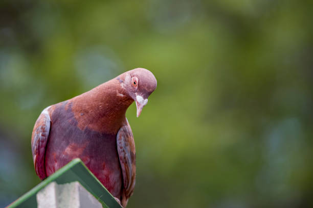 istock Domestic Pigeon 1334396845