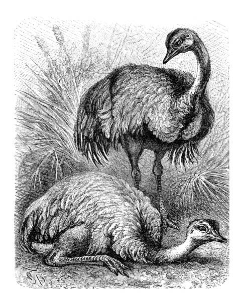Svg Rhea Bird 60+ Rhea Engraving Stock Illustrations, Royalty-Free Vector Graphics ...