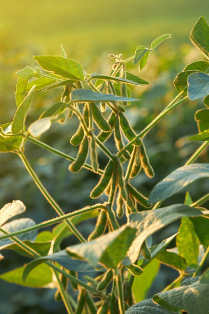 Soybean pods grow at the agricultural field stock photo