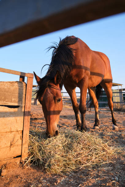 istock A chestnut horse eating hay. 1334399545