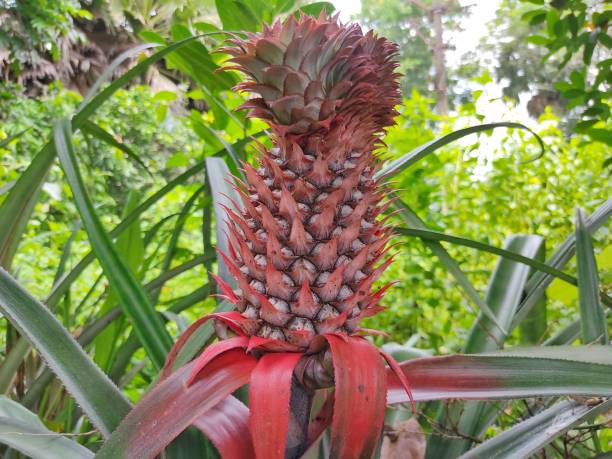 istock Wild Pineapple Bush in Jungle 1334400223