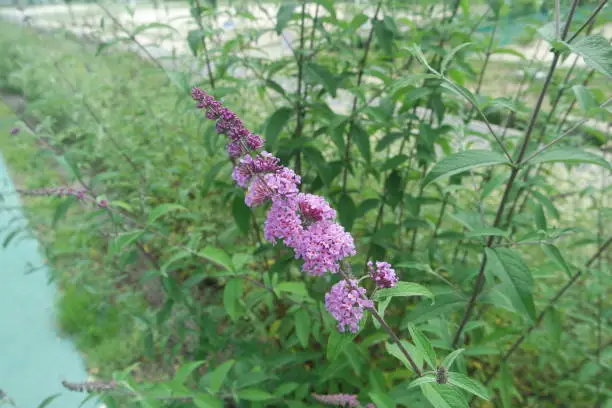 Purple Summer Lilac Buddleja Davidii Butterfly Bush In Field