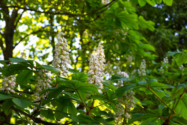 istock Chestnut blossom, branch of blossoming chestnut tree, spring natural background 1334401200