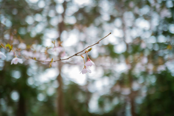 Hiking at the mountain in spring ,Isehara, Japan