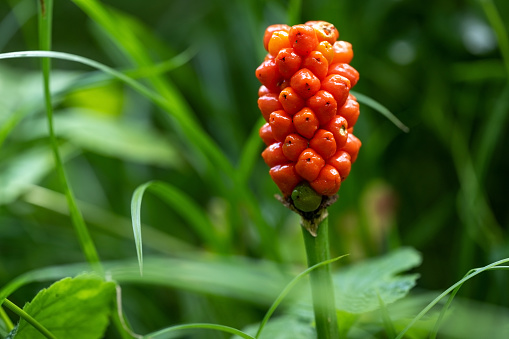 Arum maculatum with red berries against a green background, a poisonous woodland plant also named Cuckoo Pint or Lords and Ladies, copy space, selected focus, narrow depth of field