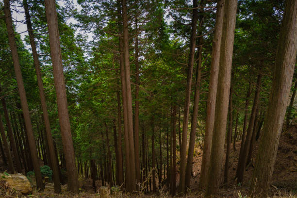 istock Hiking at the mountain in spring ,Isehara, Japan 1334403247