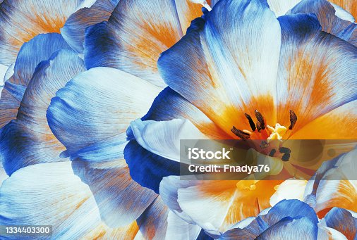 istock Tulips flowers  blue.  Floral background.  Close-up. Nature. 1334403300