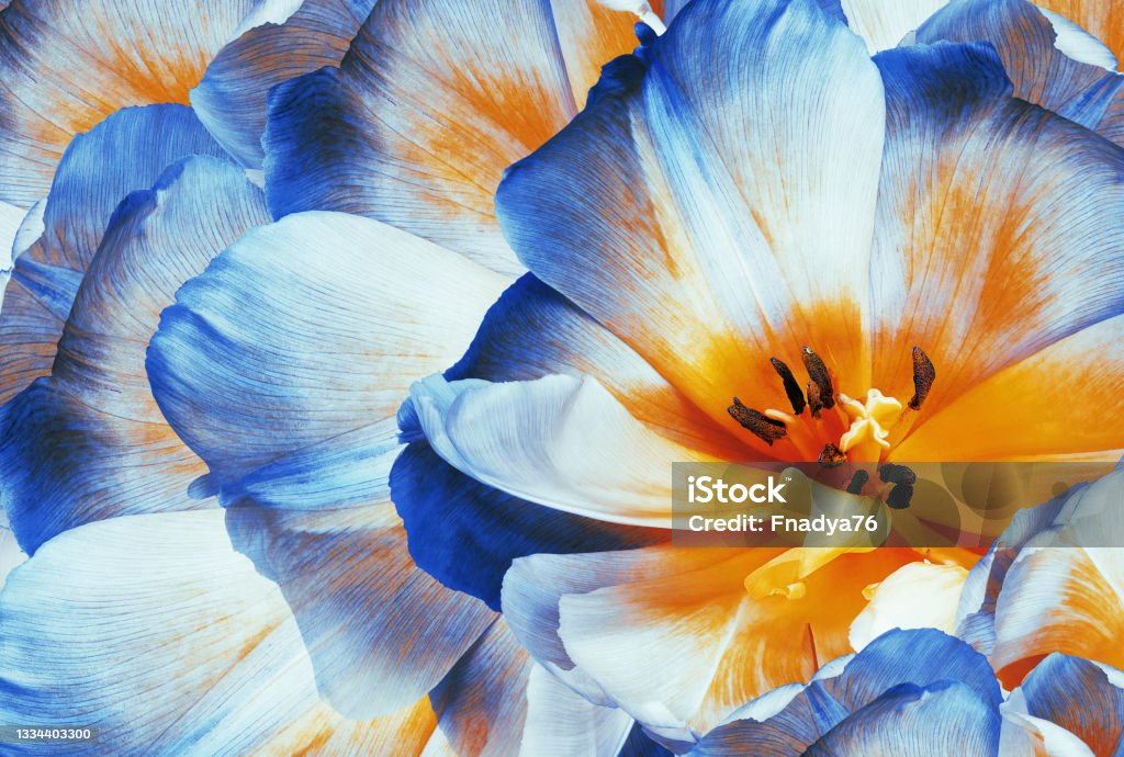 Tulips flowers  blue.  Floral background.  Close-up. Nature. Flower Stock Photo