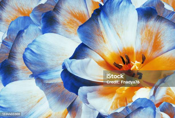 Tulips Flowers Blue Floral Background Closeup Nature Stock Photo - Download Image Now