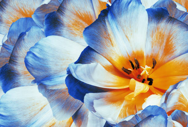 tulips flowers  blue.  floral background.  close-up. nature. - sarı fotoğraflar stok fotoğraflar ve resimler