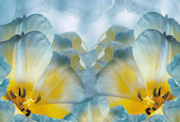 tulpen blüten hellblau-gelb.  floraler hintergrund.  nahaufnahme. natur. - tulip blue close up cut flowers stock-fotos und bilder