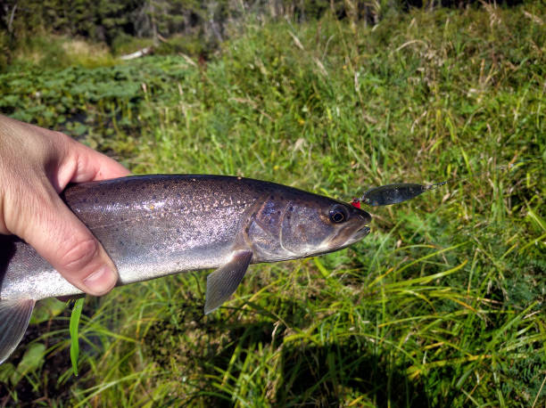 istock Taimen fish (Hucho taimen) in the fisherman hand 1334403381