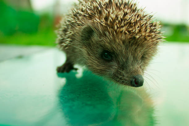 Grey wild hedge that sits on the glass, muddy background, foreground. Big thorns. The head of a hedgehog is close-up. Nose, mustache, eyes. Wildlife, prickly needles. Hedgehog. High quality photo