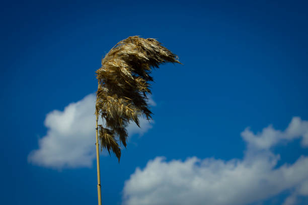 One reed against the blue sky and white clouds. A place for text, a background. Black vignette around the edges. High quality photo