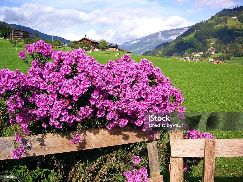 Blumenstrauch mit Bauernhof im Hintergrund - シュタイアーマルク州のロイヤリティフリーストックフォト