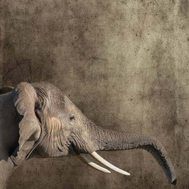 istock African elephant, monochrome side view with outstretched trunk, against textured background. Retro style with space for text. 1334405770
