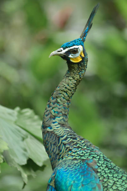 istock Medium Shot of a Vibrant Peacock Bird Displaying Its Feathers 1334405991