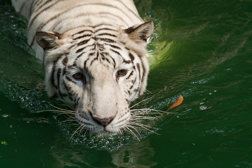 Portrait of a White Tiger Swimming on the water
