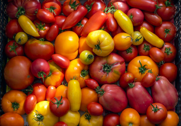 istock organic red and yellow tomatoes food backgrounds 1334406604