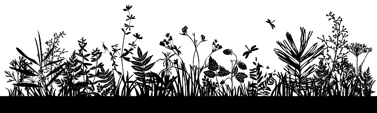 Background with black silhouettes of meadow wild herbs and flowers. Wildflowers. Wild grass. Set of silhouettes of botanical elements.