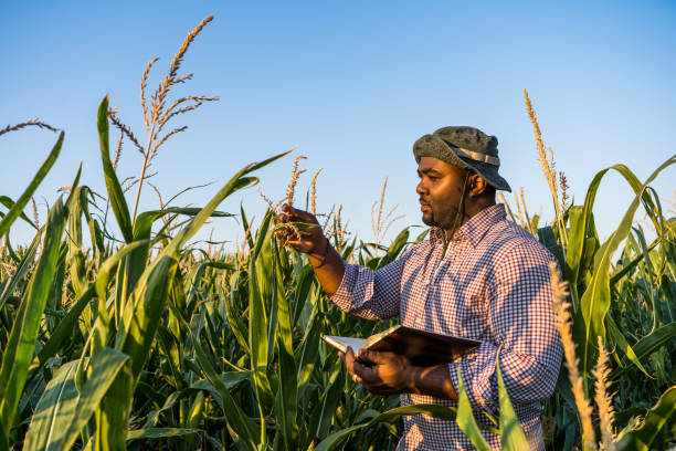 istock Farmer in the field 1334407851