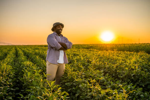 Farmer in the field Farmer is standing in his growing soybean field. He is satisfied because of good progress of plants. farmer stock pictures, royalty-free photos & images